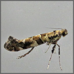 Caloptilia syringella