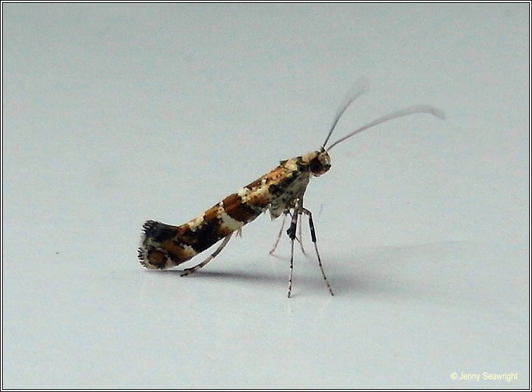 Caloptilia syringella