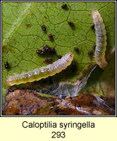 Caloptilia syringella (larva)