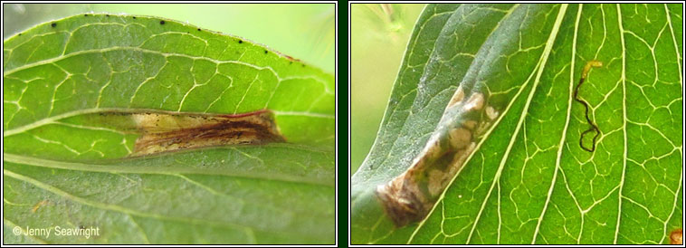 Eucalybites auroguttella