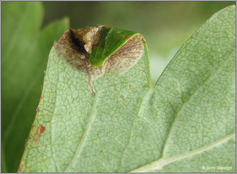 Parornix anglicella