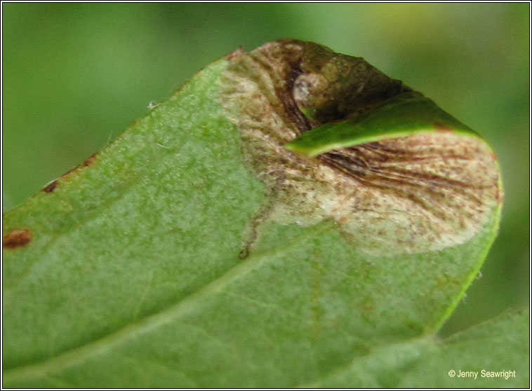 Parornix anglicella