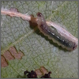 Parornix devoniella