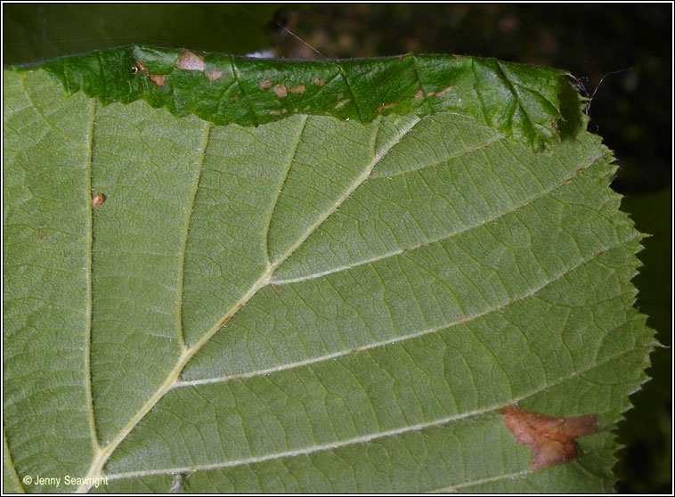 Parornix devoniella