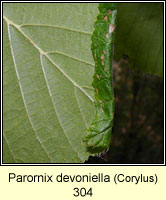 Parornix devoniella (leaf mine)