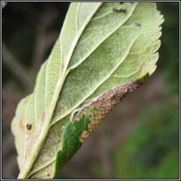 Callisto denticulella