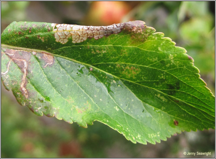 Callisto denticulella