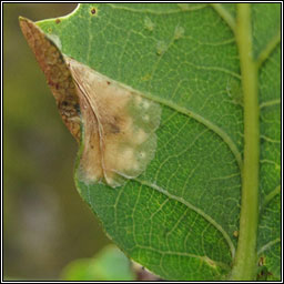 Phyllonorycter harrisella