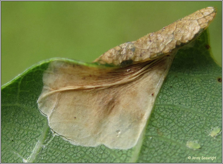 Phyllonorycter harrisella