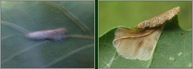 Phyllonorycter harrisella