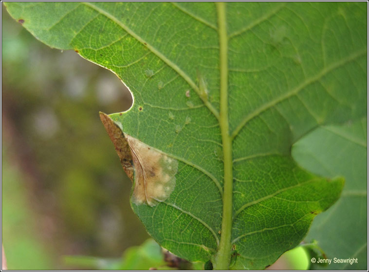 Phyllonorycter harrisella