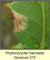 Phyllonorycter harrisella