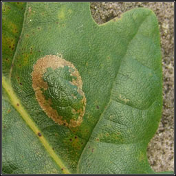 Phyllonorycter quercifoliella