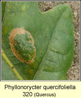 Phyllonorycter quercifoliella (leaf mine)