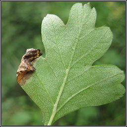 Phyllonorycter oxyacanthae