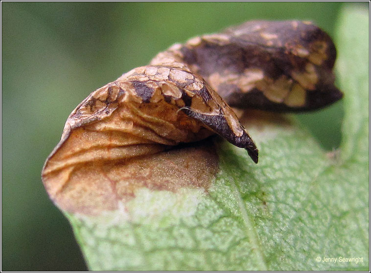 Phyllonorycter oxyacanthae