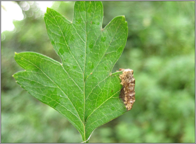 Phyllonorycter oxyacanthae