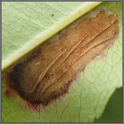 Phyllonorycter spinicolella