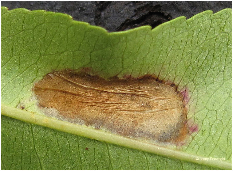 Phyllonorycter spinicolella