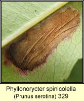 Phyllonorycter spinicolella