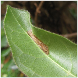 Phyllonorycter lantanella