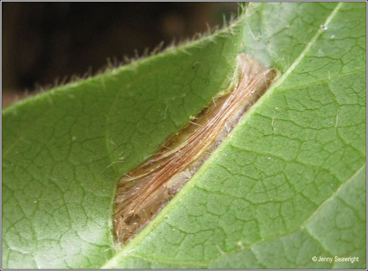 Phyllonorycter lantanella