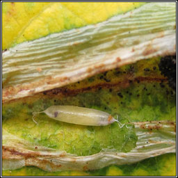 Firethorn Leaf Miner, Phyllonorycter leucographella