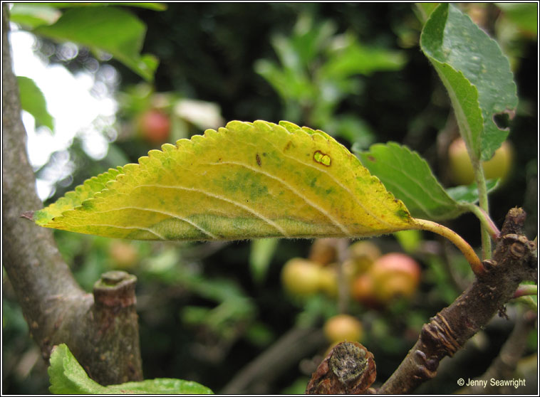 Firethorn Leaf Miner, Phyllonorycter leucographella