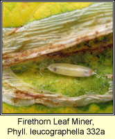 Firethorn Leaf Miner, Phyllonorycter leucographella