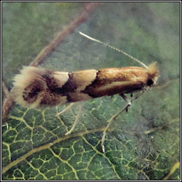 Phyllonorycter salicicolella