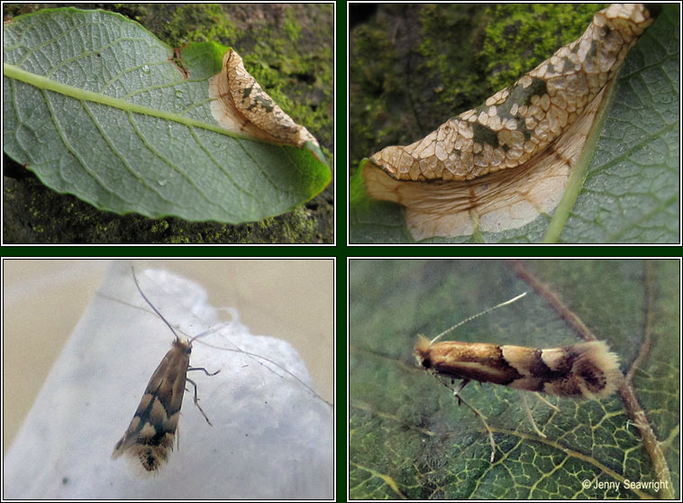 Phyllonorycter salicicolella