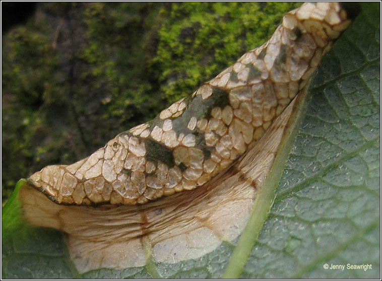 Phyllonorycter salicicolella