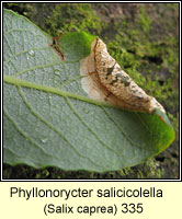 Phyllonorycter salicicolella (leaf mine)