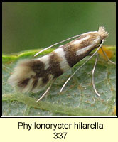 Phyllonorycter hilarella