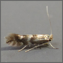 Phyllonorycter hilarella