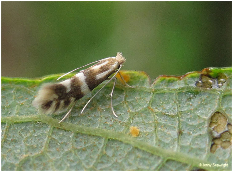 Phyllonorycter hilarella