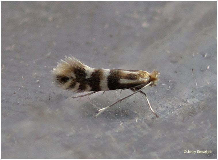 Phyllonorycter hilarella