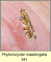 Phyllonorycter maestingella 