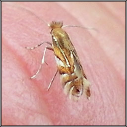 Phyllonorycter maestingella