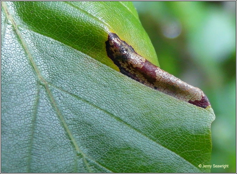 Phyllonorycter maestingella