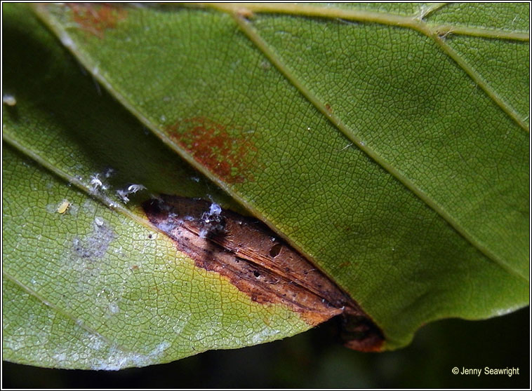 Phyllonorycter maestingella