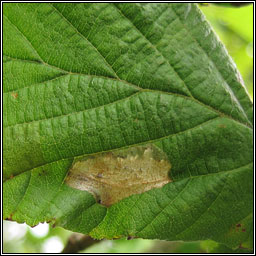 Phyllonorycter coryli