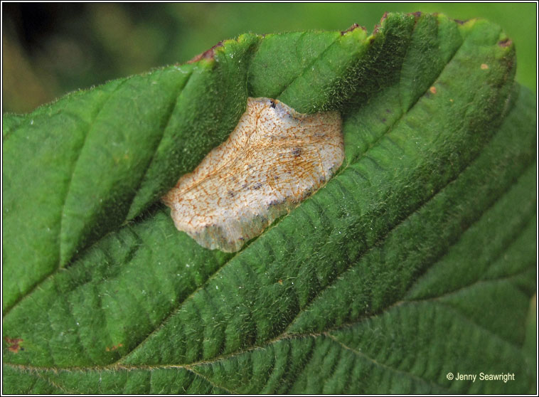 Phyllonorycter coryli