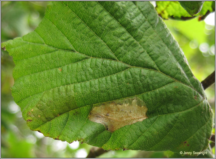 Phyllonorycter coryli