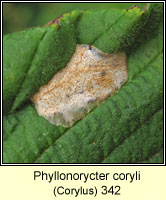 Phyllonorycter coryli (leaf mine)