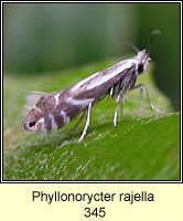 Phyllonorycter rajella