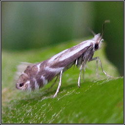 Phyllonorycter rajella