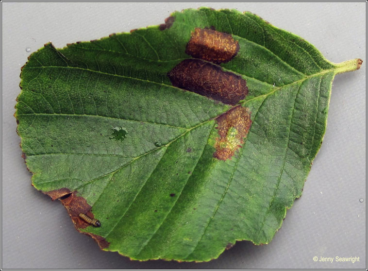 Phyllonorycter rajella