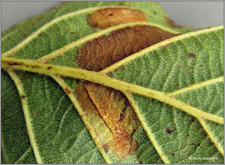 Phyllonorycter rajella