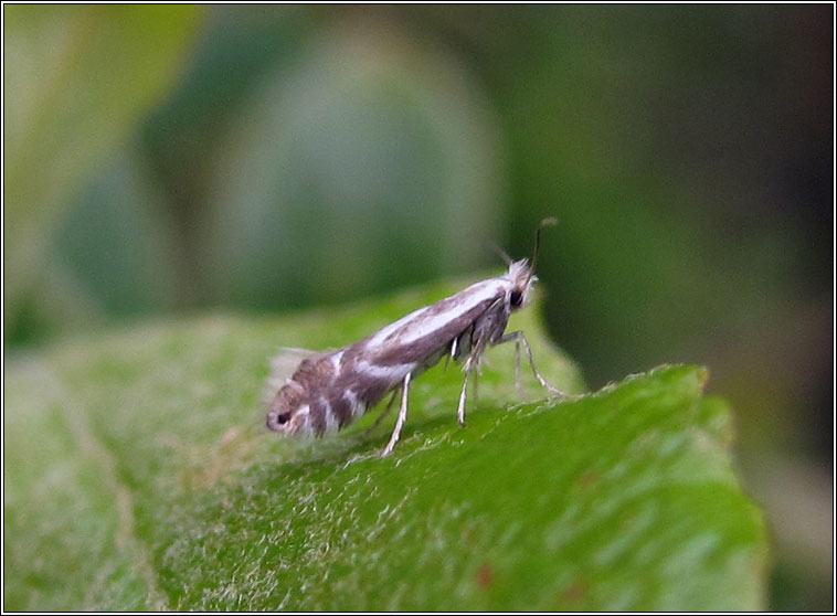 Phyllonorycter rajella